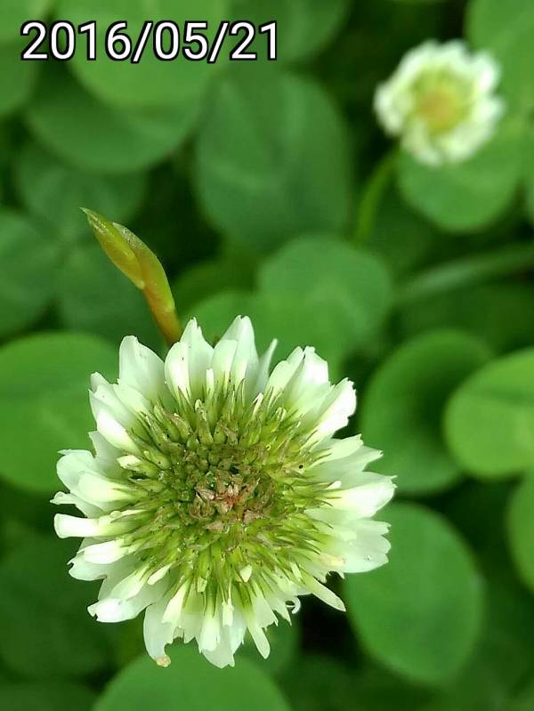 白三葉草的花, flowers of Trifolium repens, white clover